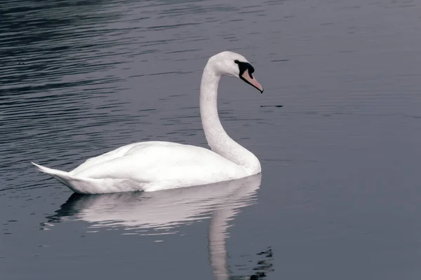 Cisne blanco sobre el agua azul del lago. —  Fotos de Stock