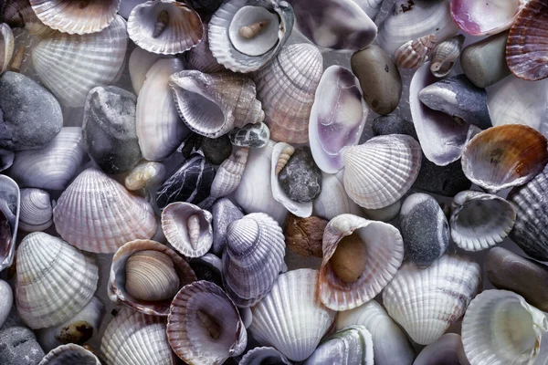 Pequeñas piedras marinas y varias conchas de cerca —  Fotos de Stock