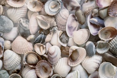 Çeşitli şekil ve renklerden küçük deniz kabukları ve deniz çakıl taşları. Arkaplan resmi, doğa konsepti. Yakın planda sunuldu.
