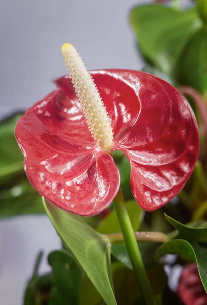 Leuchtend Rote Schöne Blüte Der Zimmerpflanze Anthurium Zwischen Grünen Blättern — Stockfoto