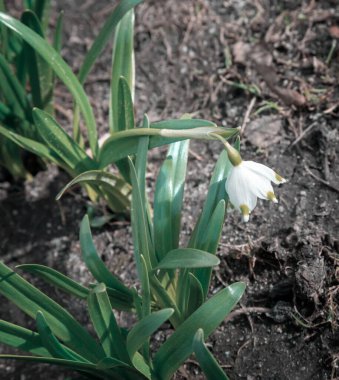 Kar damlaları yaprakların arasındaki ilk bahar çiçekleridir..