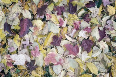 Ağaçlardan yere düşen çok renkli sonbahar yaprakları