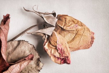 Hafif arkaplanda kurumuş gül çiçeği