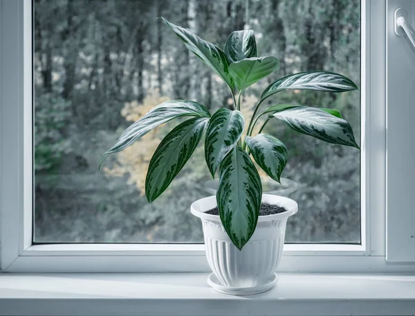 Eine Schöne Zimmerblume Aus Der Familie Der Marantaceae Wächst Auf — Stockfoto