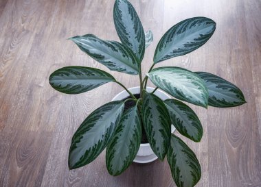 Marantaceae familyasından güzel bir çiçek seramik bir saksının içinde masada yetişir. Ön görünüm, boşluğu kopyala