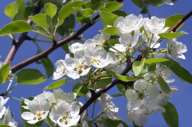 Armut ağacında bir sürü pembe ve beyaz çiçek ve tomurcuklar baharda yeşil bir bahçede mavi gökyüzü arka planında.