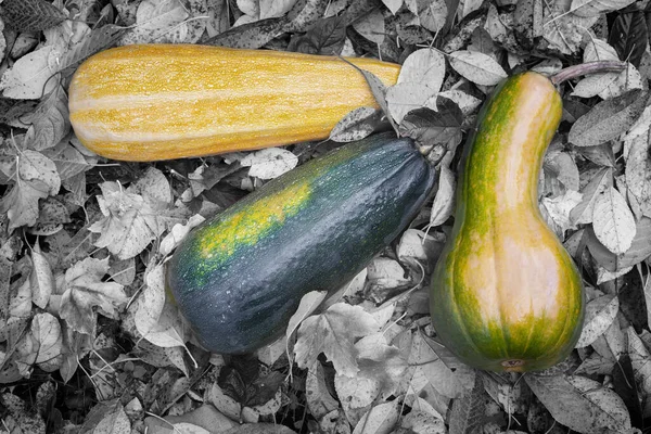 Tussen Herfstbladeren Liggen Drie Rijpe Pompoenen Grond Herfst Oogst Bovenaanzicht — Stockfoto