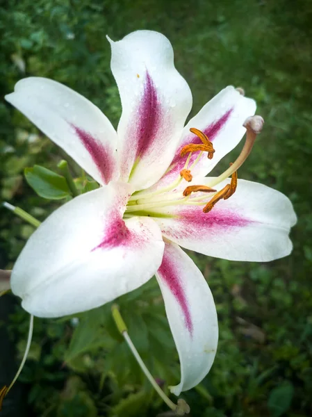 Gyönyörű virágok Lily a háttérben a zöld levelek. — Stock Fotó