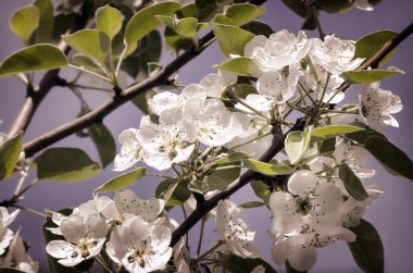 Armut ağacında bir sürü pembe ve beyaz çiçek ve tomurcuklar baharda yeşil bir bahçede mavi gökyüzü arka planında.