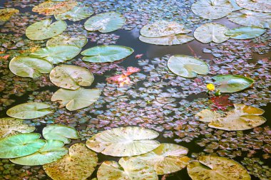 Göletin yüzeyinde, yeşil oval yaprakların yanında güzel sarı bir nilüfer çiçeği açar..