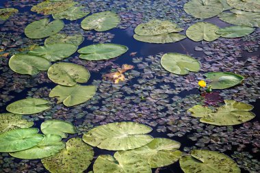 Göletin yüzeyinde, yeşil oval yaprakların yanında güzel sarı bir nilüfer çiçeği açar..