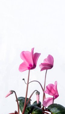 Çiçekli ve yeşil yapraklı siklamanlar.