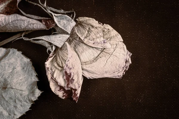 Dried rose flower on dark background Stock Photo