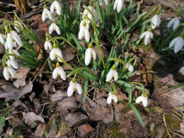 Yeşil çimenlerin arasında beyaz çiçekler ve kar damlaları.