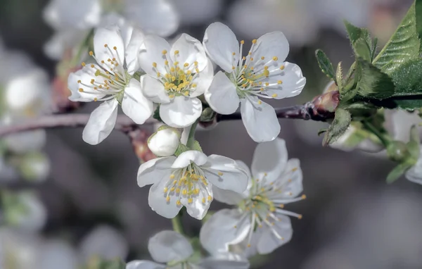 Rama Cerezo Con Gran Número Flores Blancas Contra Cielo Azul —  Fotos de Stock