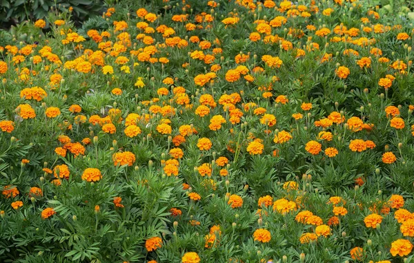 Flores Amarillo Anaranjadas Caléndulas Tagetes Floreciendo Macizo Flores Jardín Planta — Foto de Stock