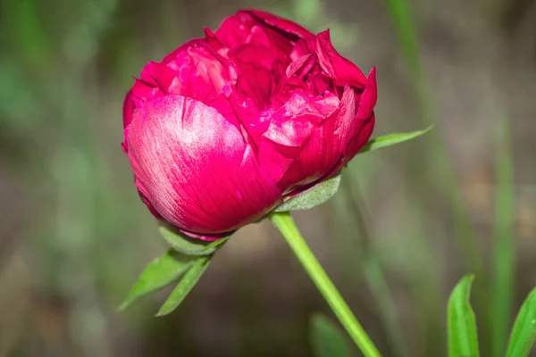 Belle Grande Pivoine Rose Fleurissant Dans Jardin Est Photographiée Près — Photo