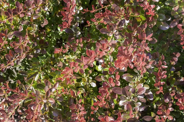 Barberry Thunberg é um belo arbusto ornamental . — Fotografia de Stock