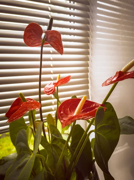 Parapecie Doniczce Rośnie Piękny Wewnętrzny Kwiat Anthurium Jasnoczerwonymi Kwiatami Widok — Zdjęcie stockowe
