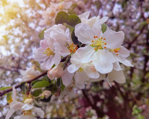 Las ramas de los manzanos, profusamente cubiertas de flores blancas. — Foto de Stock