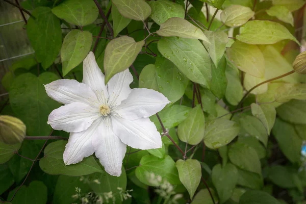 Gyönyörű Fehér Clematis Virágok Kertben Háttérben Zöld Levelek Közelről Bemutatva — Stock Fotó