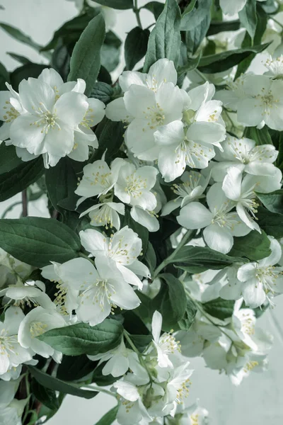 Een Tak Van Bloeiende Jasmijn Met Mooie Witte Bloemen Een — Stockfoto