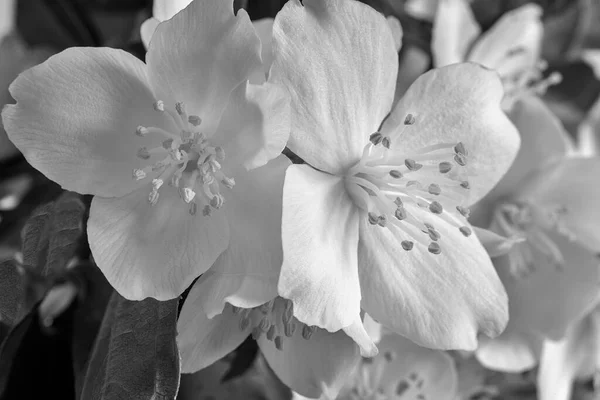 Gyönyörű finom fehér virágok egy jázmin ágon. — Stock Fotó