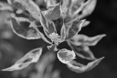 Park yolunda güzel süs bitkileri var..