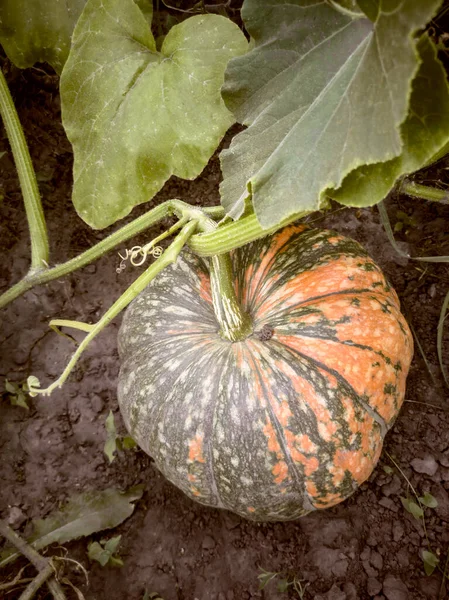 Pumpkin grows in the garden among green leaves. — Stock Photo, Image