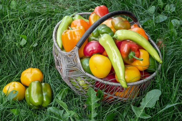 Frutos de pimenta búlgaros em uma cesta na grama. — Fotografia de Stock