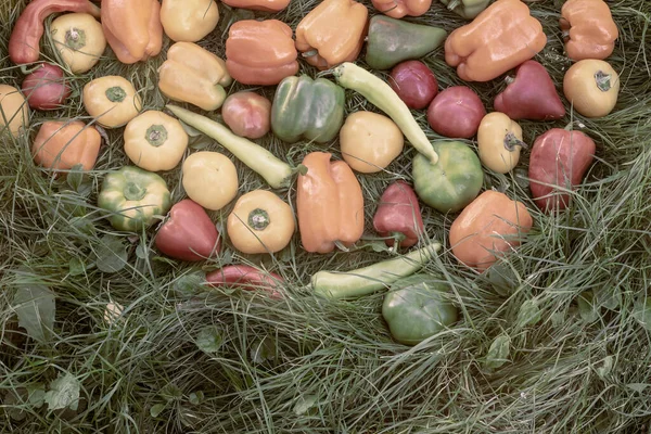 Grandes Frutos Maduros Pimentão Búlgaro Diferentes Variedades Jazem Grama Jardim — Fotografia de Stock