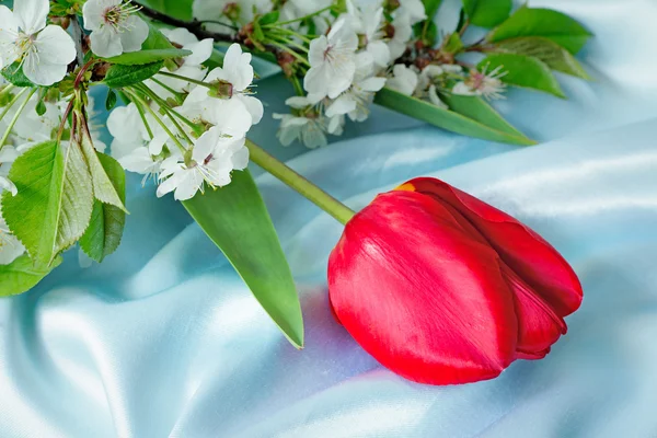 Tulipán rojo brillante contra seda azul —  Fotos de Stock