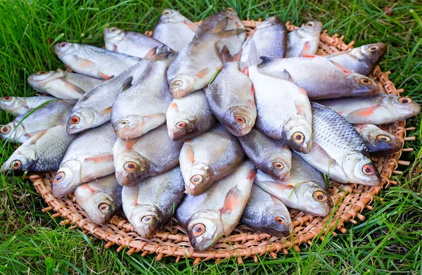 川の魚 （鯉） と丸いお皿に緑. — ストック写真