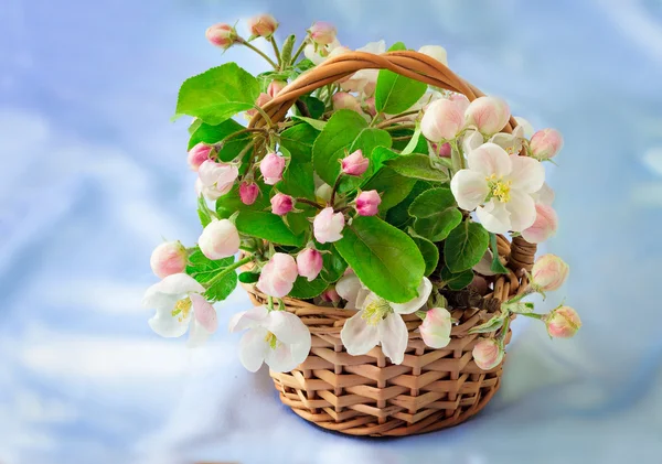 Rama de manzano con suaves flores de color rosa claro, brotes y dejar —  Fotos de Stock