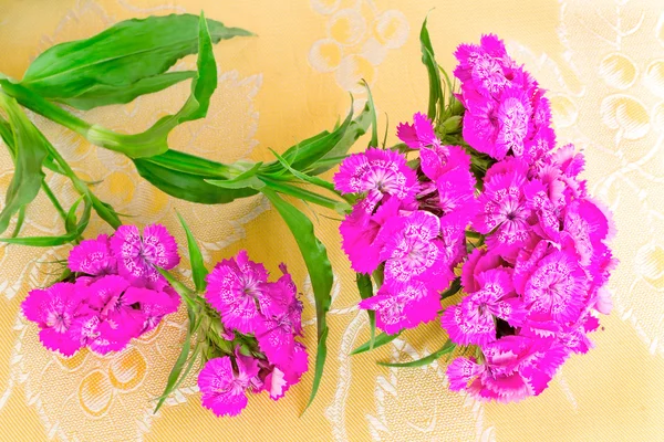 bir karanfil sarı ipek karşı parlak pembe çiçek.