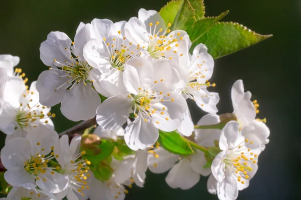 Rama de cerezo en flor con una gran cantidad de colores blancos — Foto de Stock