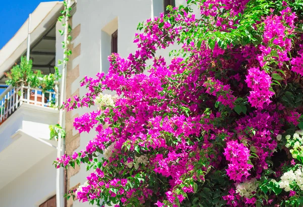 Gebouw van de gevel fragment met mooie bloemen op een balkon. — Stockfoto