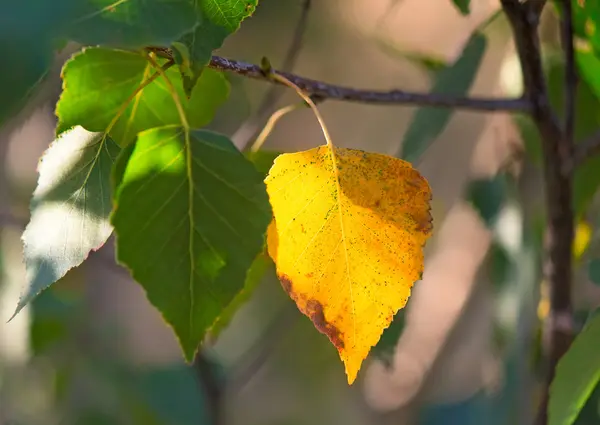 The first yellow leaf on the branches of birch. — Stock Photo, Image