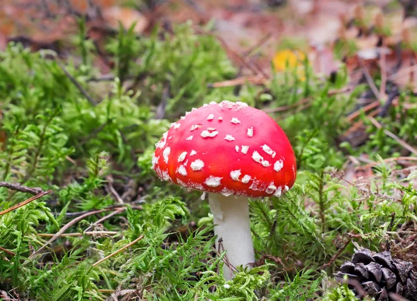 Houby houby na mýtině. — Stock fotografie