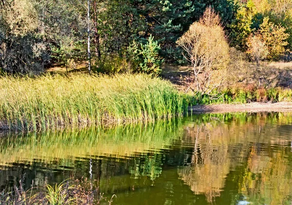 A madeira de outono na margem do grande belo lago — Fotografia de Stock