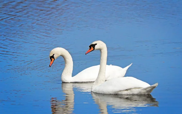 Deux cygnes blancs à la surface du lac . — Photo