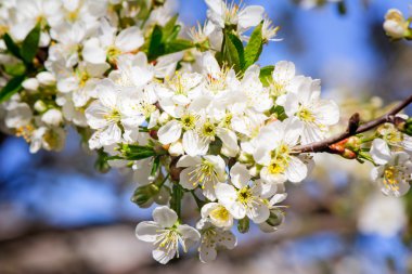 Mavi gökyüzü çiçek açması kiraz Şubesi.