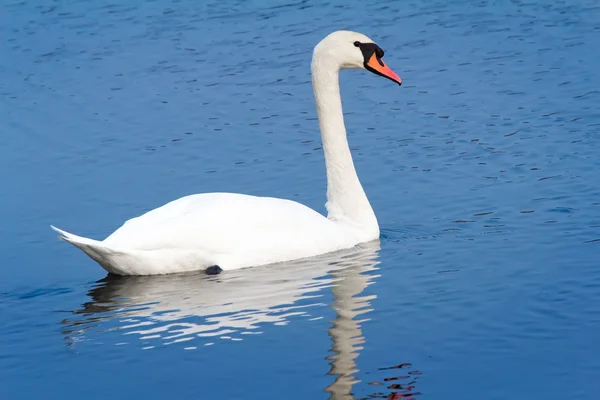 Cisne blanco sobre el agua azul del lago. —  Fotos de Stock