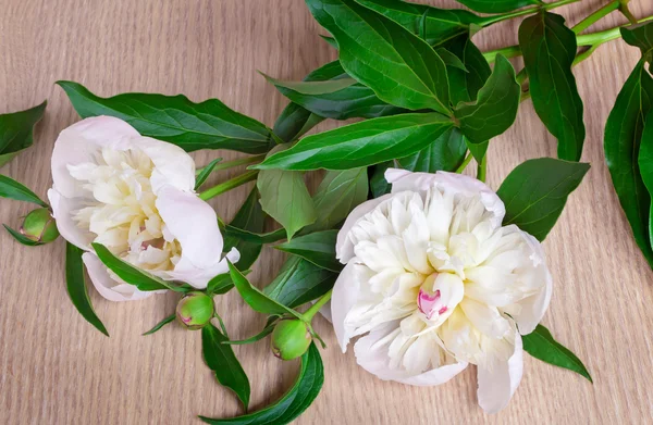 Nature morte : deux pivoines blanches à la surface de la table . — Photo