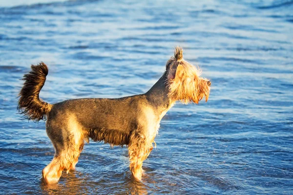 Cão na costa do mar brinca na água . — Fotografia de Stock