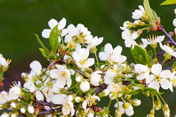 Rama de cerezo en flor contra un jardín verde —  Fotos de Stock