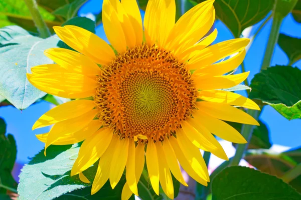 Large flower sunflower with leaves. Presents closeup.