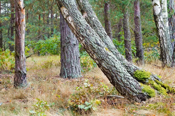 Paesaggio forestale all'inizio dell'autunno . — Foto Stock