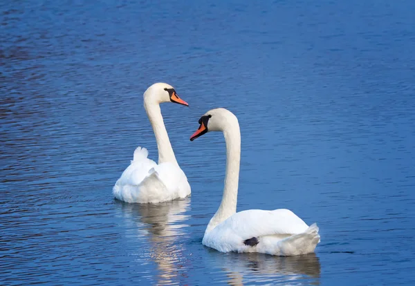 Two white swans on the lake surface. — Stock Photo, Image