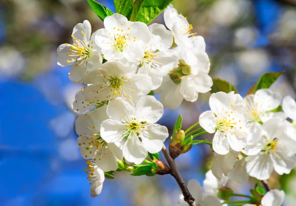 Rama de cerezo en flor contra el cielo azul . —  Fotos de Stock